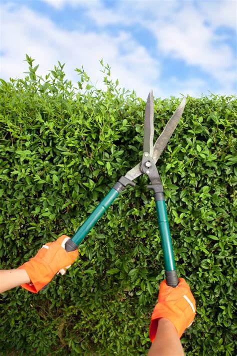 Tips for Pruning and Trimming Vertical Gardens