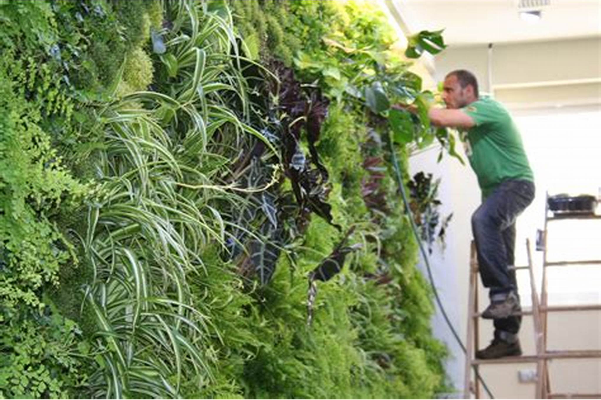 Vertical Gardens and Water Management in Urban Areas