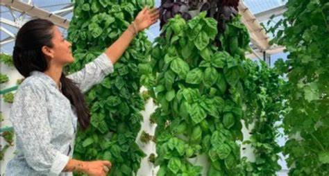 Vertical Farming and Reducing Food Waste