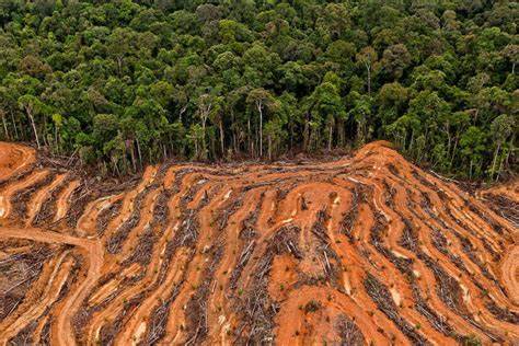 The Impact of Biofuels on Land Use and Deforestation