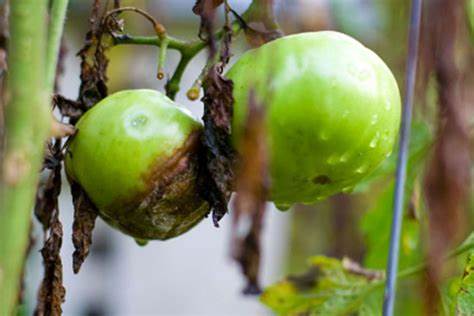 Troubleshooting Common Vertical Garden Issues