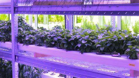 Types of Vertical Farming Systems