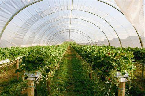 Sustainable Substrates for Vertical Farms