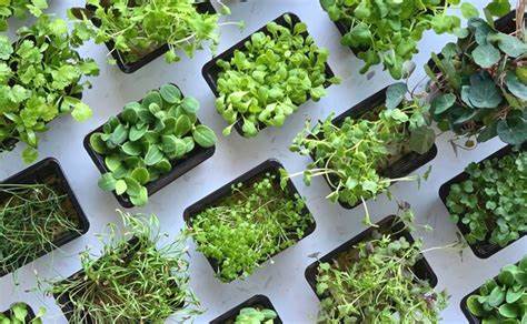 Vertical Farming as a Solution to Climate Change Challenges