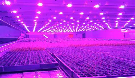 Addressing Vertical Farming Energy Consumption