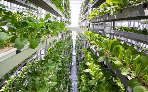 Sustainable Substrates for Vertical Farms