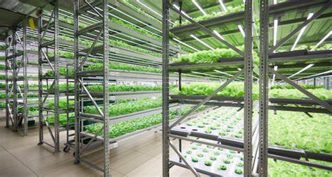 Vertical Farming's Contribution to Sustainable Agriculture