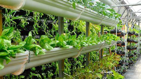 Sustainable Substrates for Vertical Farms