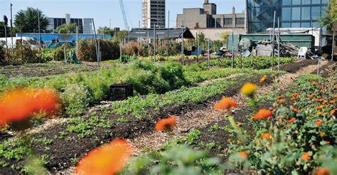 Vertical Farming: Challenging Conventional Agriculture Practices