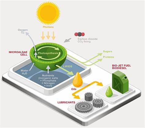 Carbon Sequestration and Biofuels