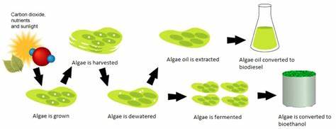 The Role of Feedstocks in Biofuel Production