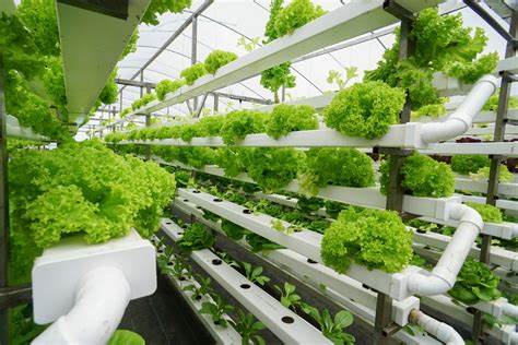 The Future of Vertical Farming Research