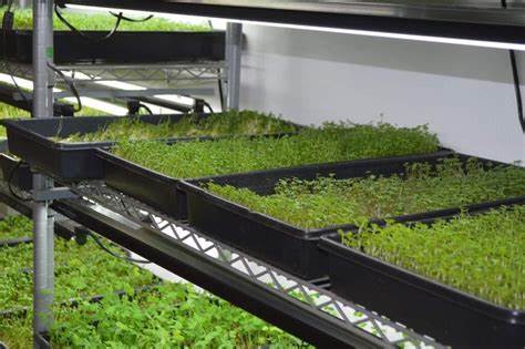 Vertical Farming and the Circular Economy of Agriculture