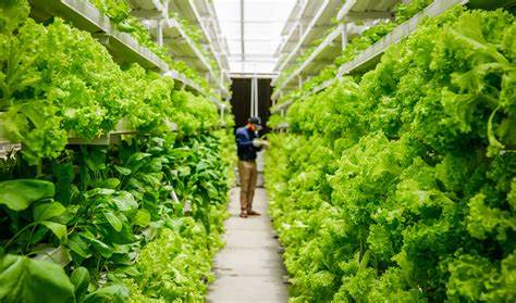 What Is Vertical Farming?