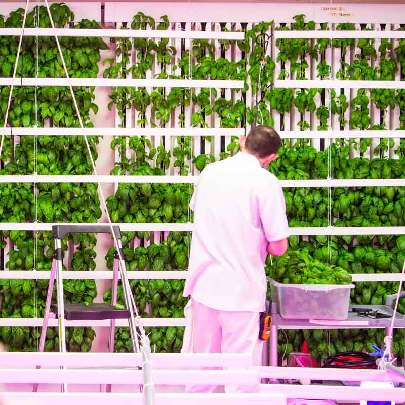 Best Crops for Vertical Farming