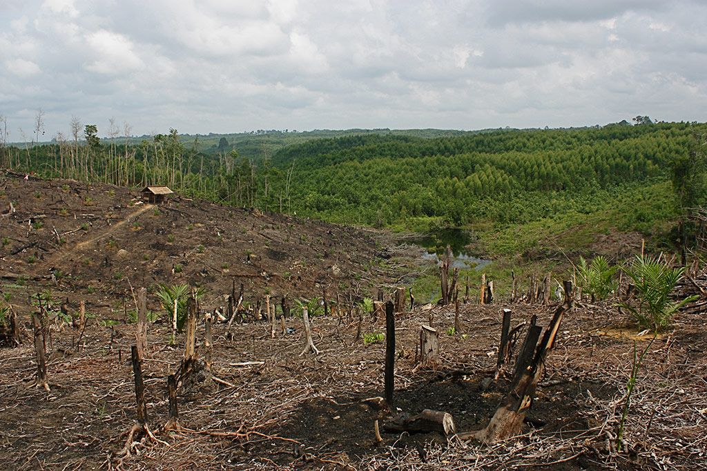 The Impact of Biofuels on Land Use and Deforestation