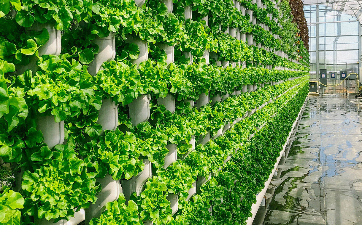 Sustainable Food Production with Vertical Gardening