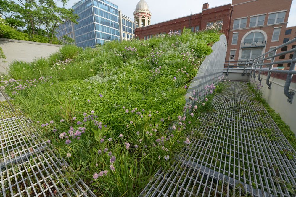 Vertical Gardens and Green Roof Synergy