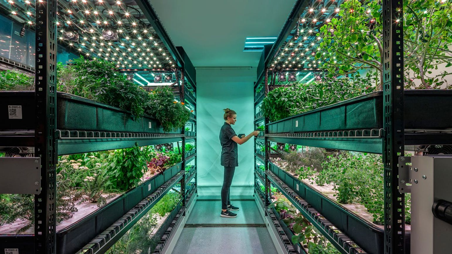 The Evolution of Vertical Farming