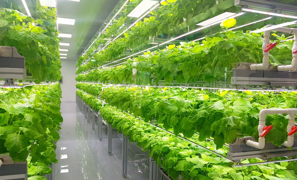 Notable Vertical Farming Projects Globally