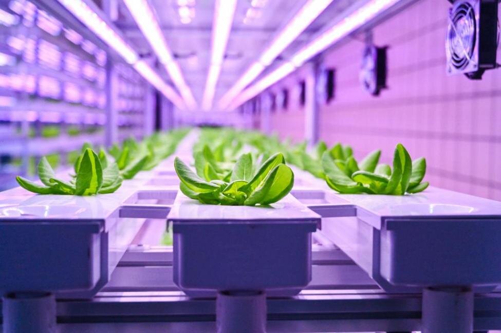 The Role of Vertical Farms in Local Food Movements