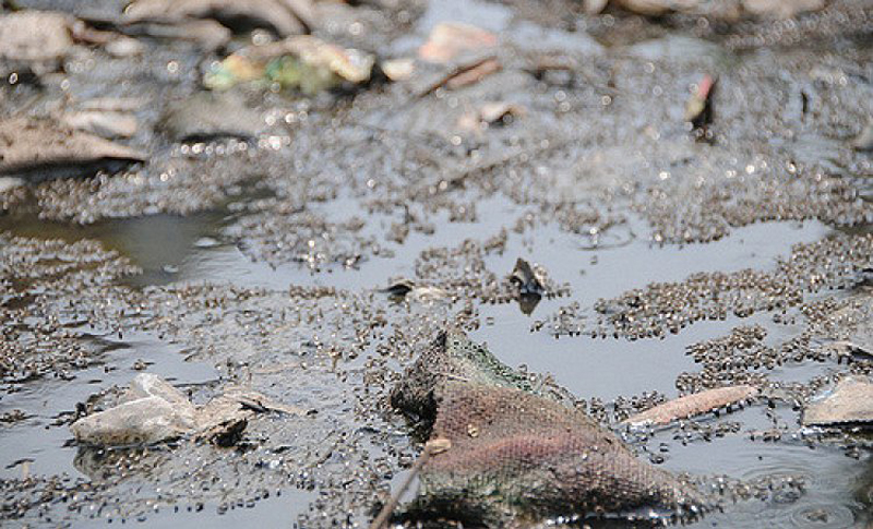 Addressing Waterborne Diseases Through Wastewater Treatment