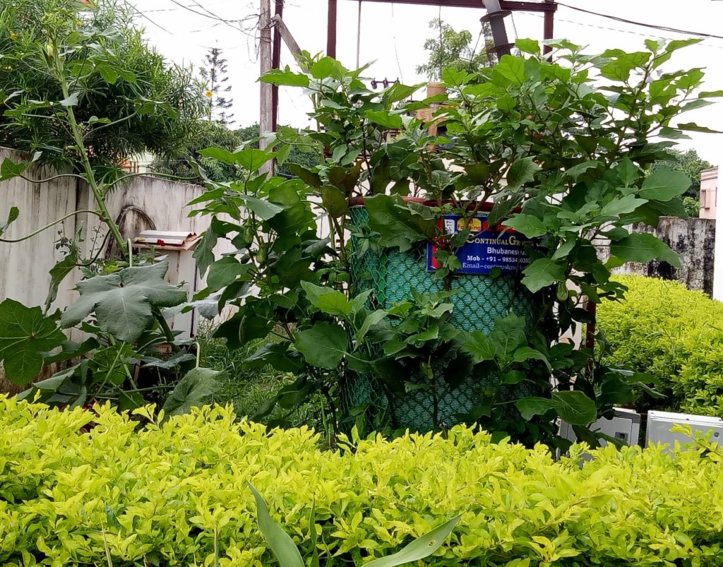 Vertical Farming in Low-Income Communities