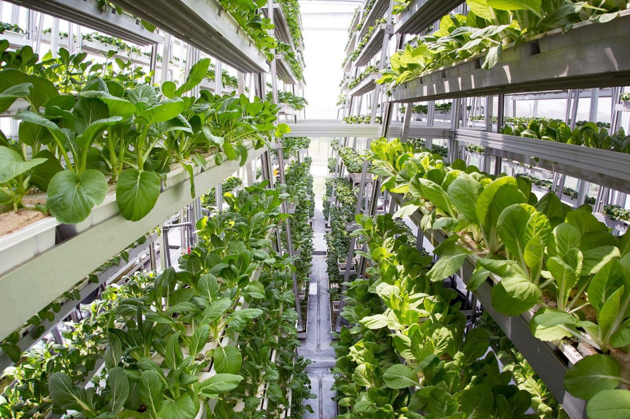 What Is Vertical Farming?