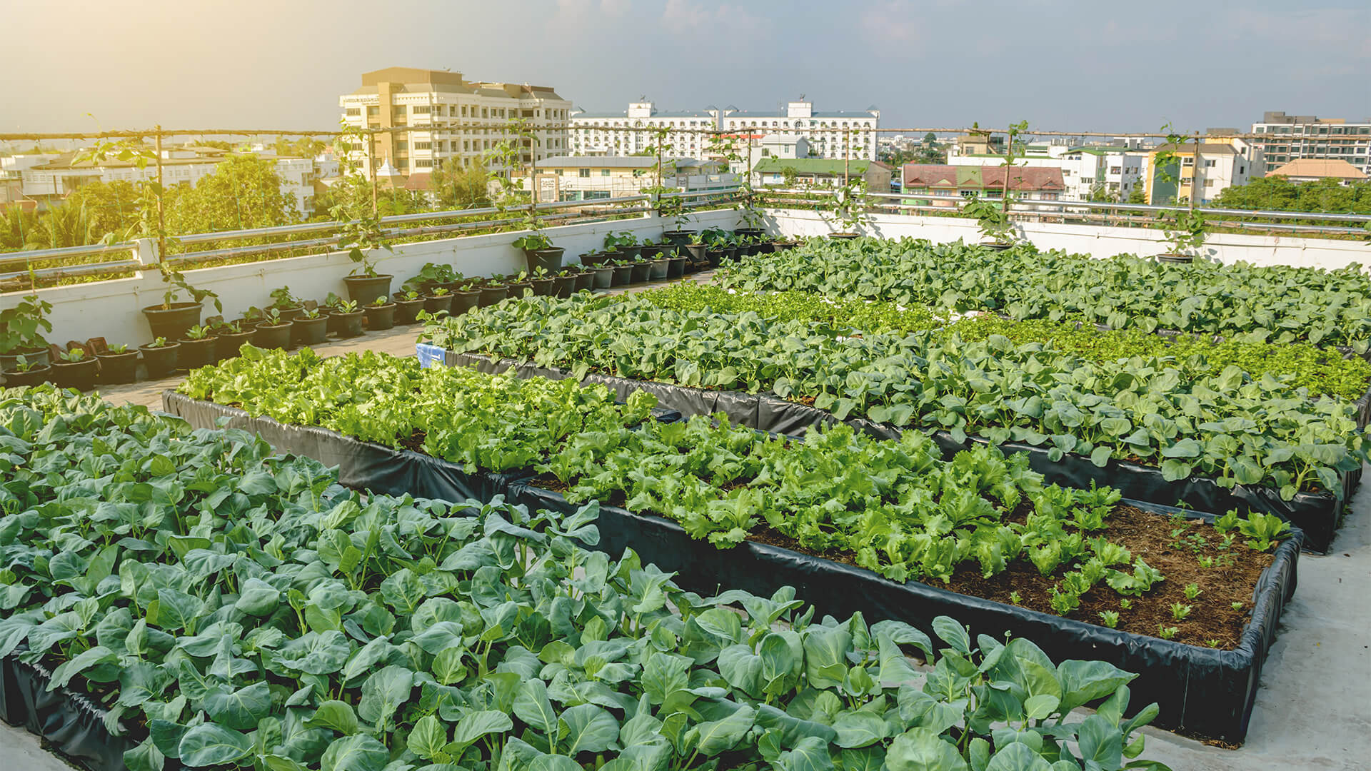 Carbon Footprint of Vertical Farming