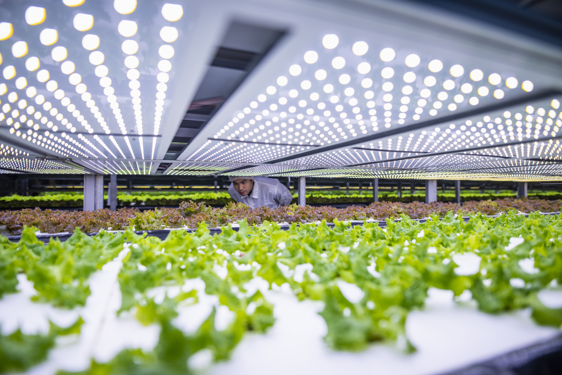 The Role of Vertical Farms in Local Food Movements