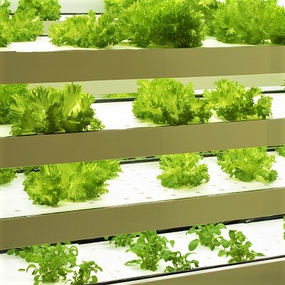 Vertical Farms and Sustainable Agriculture Standards