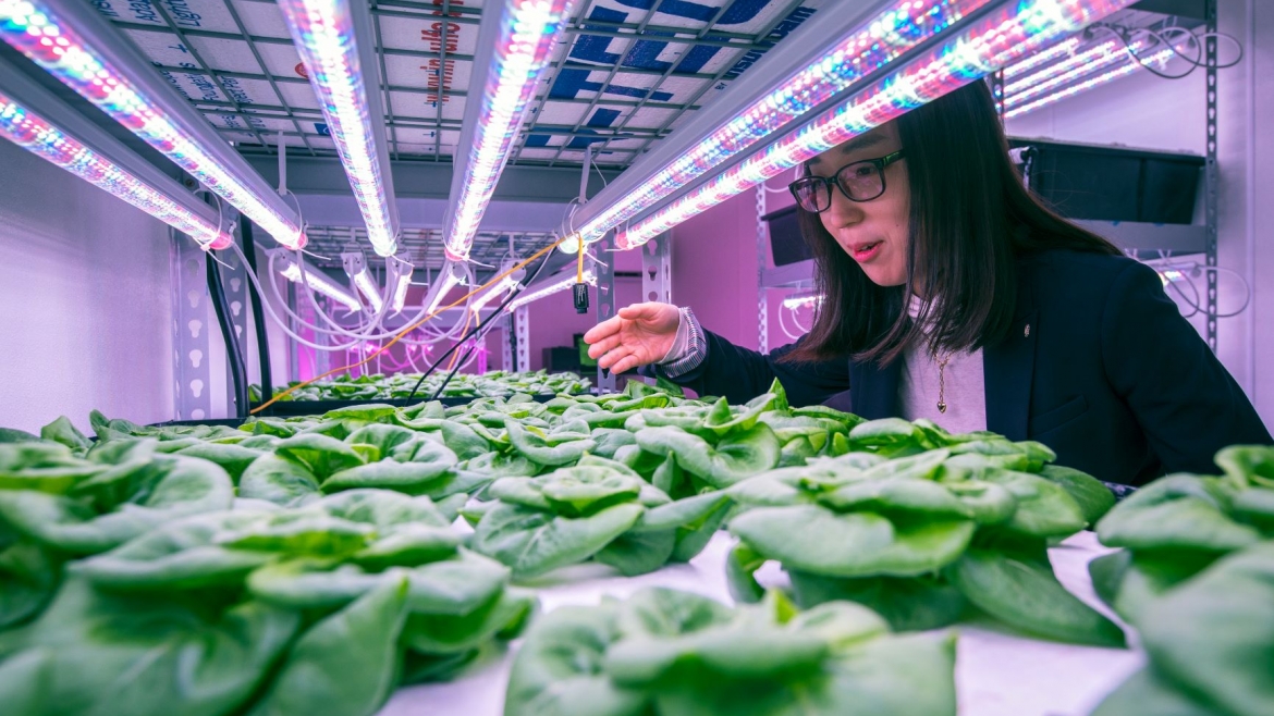 Vertical Farming as a Learning Experience