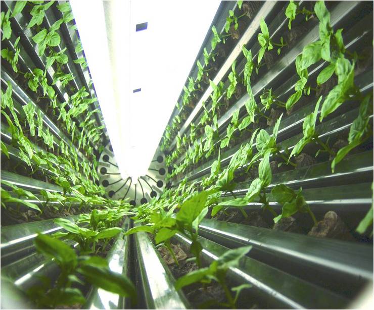 Vertical Farming in Low-Income Communities