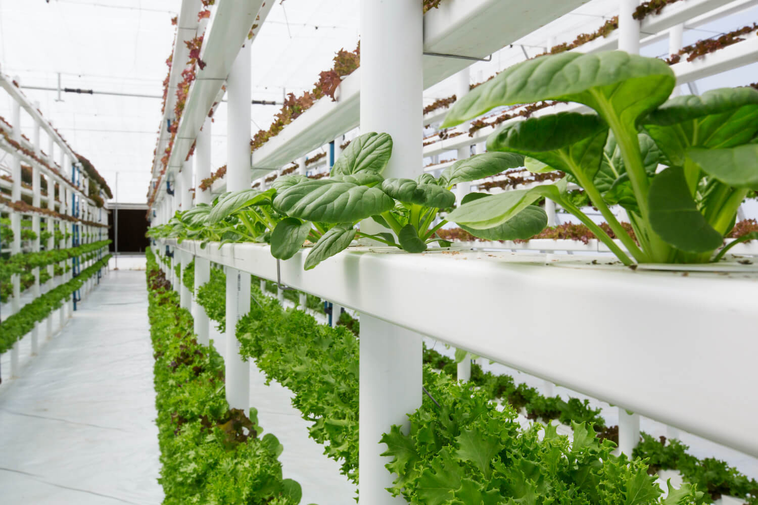 Vertical Farms: Bridging the Gap Between Science and Society