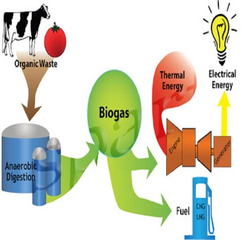 Types of Biofuels: An Overview