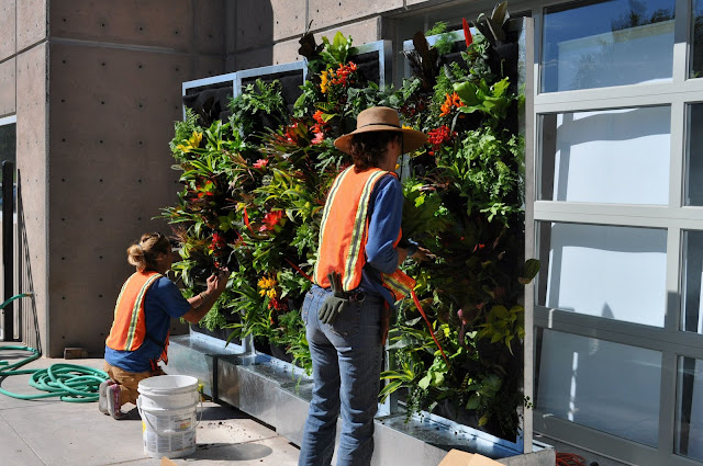 Vertical Gardens and Water Conservation