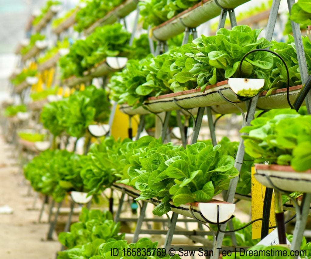 Urban Agriculture Revolution: How Vertical Gardens Play a Role