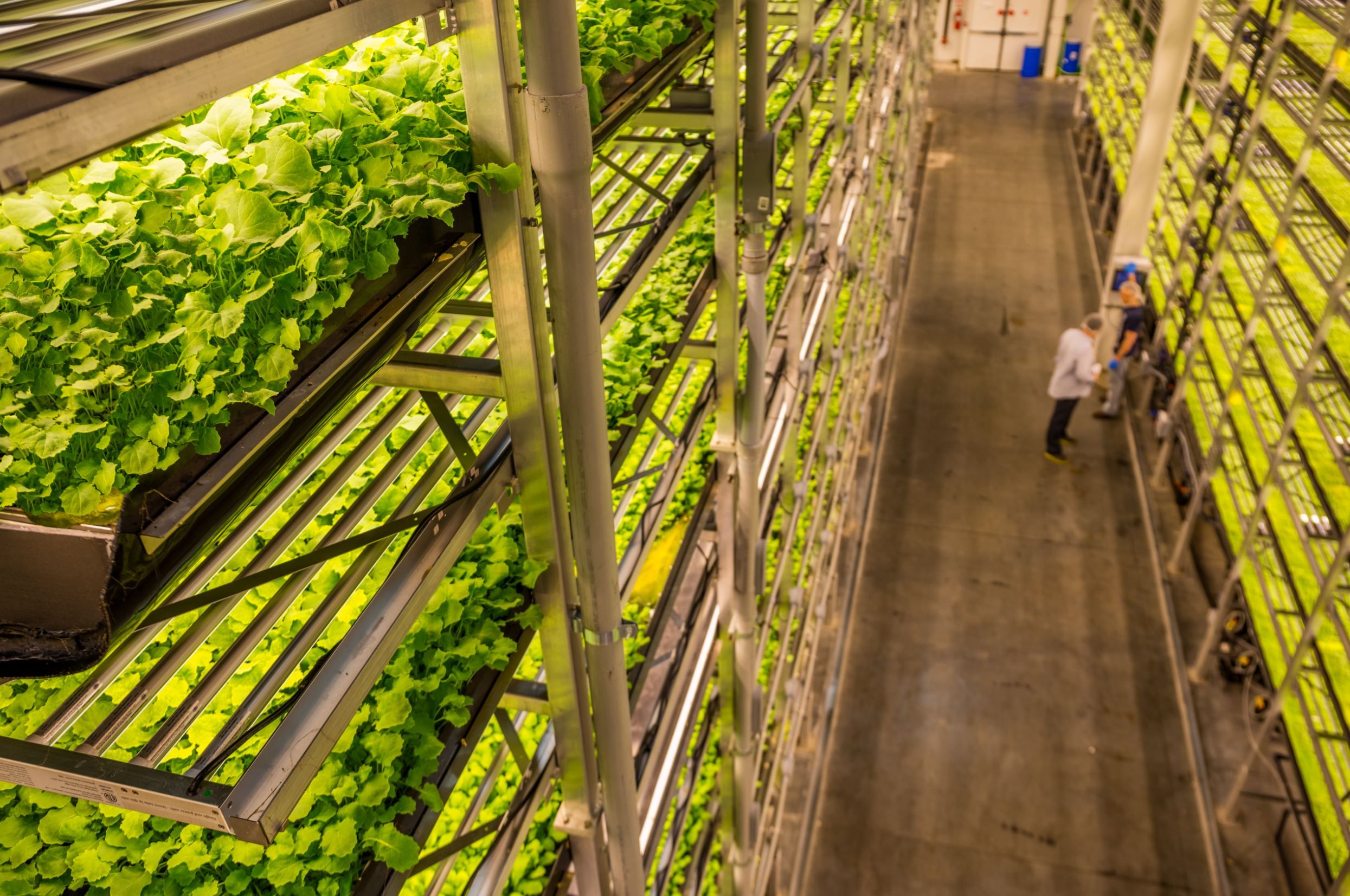 Vertical Gardens and Food Deserts: Bringing Fresh Produce to Cities