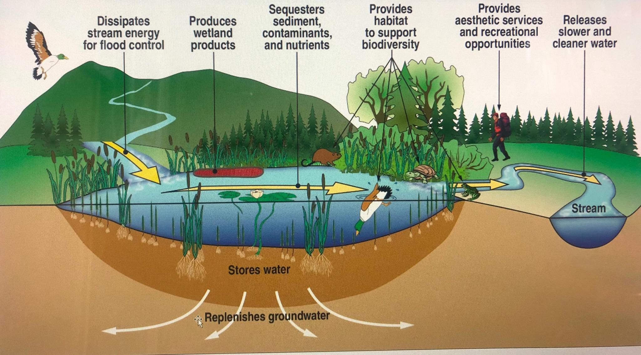 Wastewater Treatment and Biodiversity Conservation