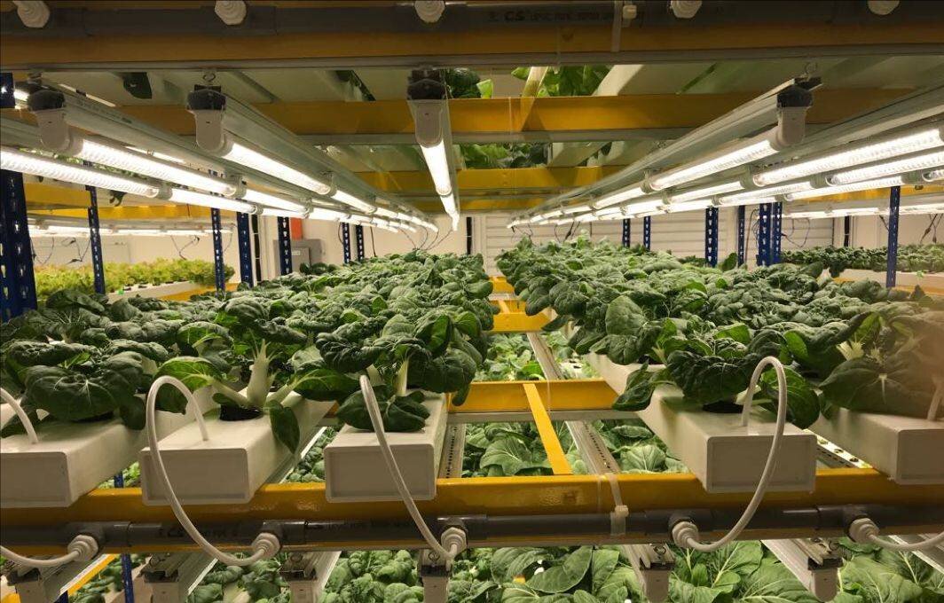 The Role of Vertical Farms in Local Food Movements