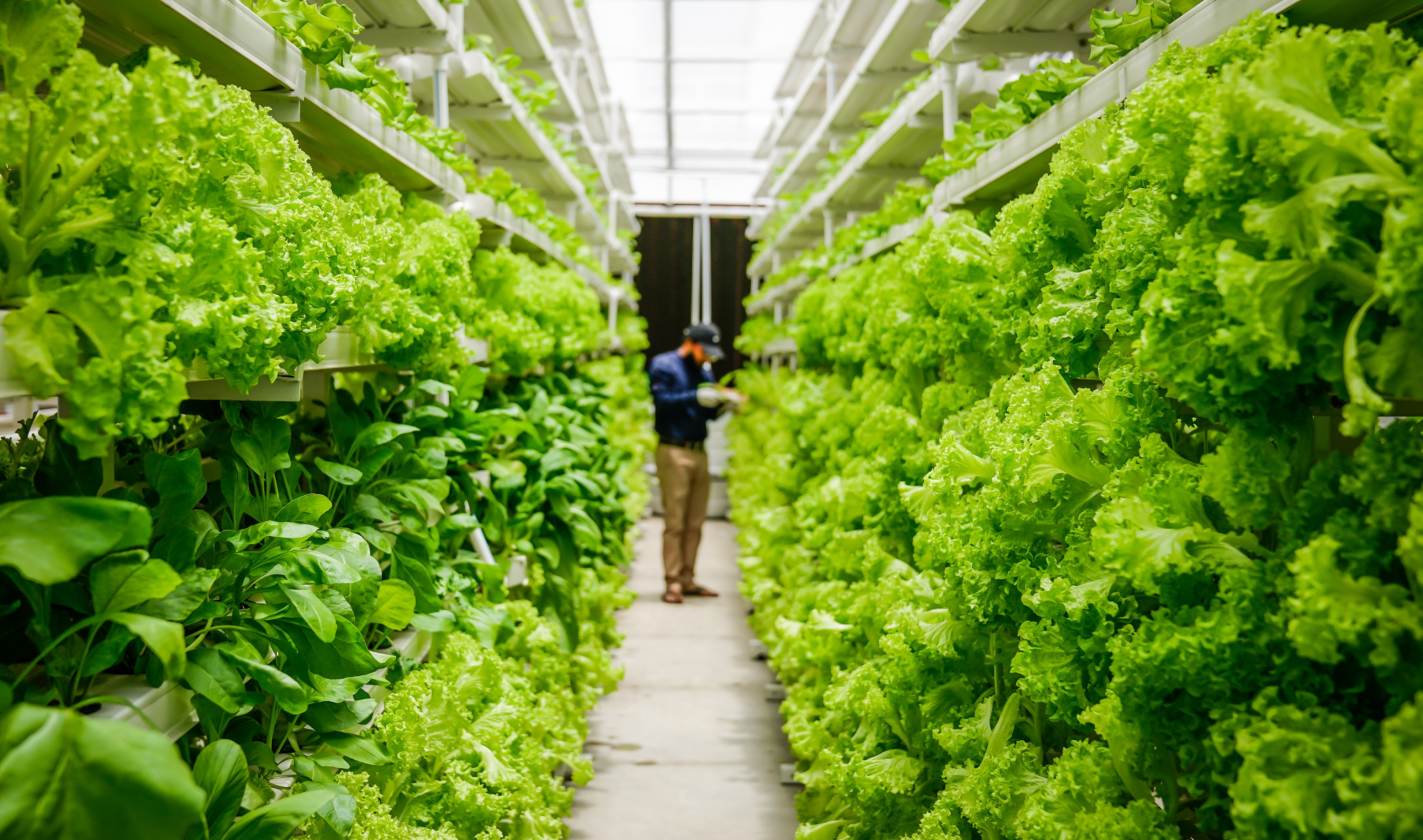 Vertical Farming's Contribution to Sustainable Agriculture