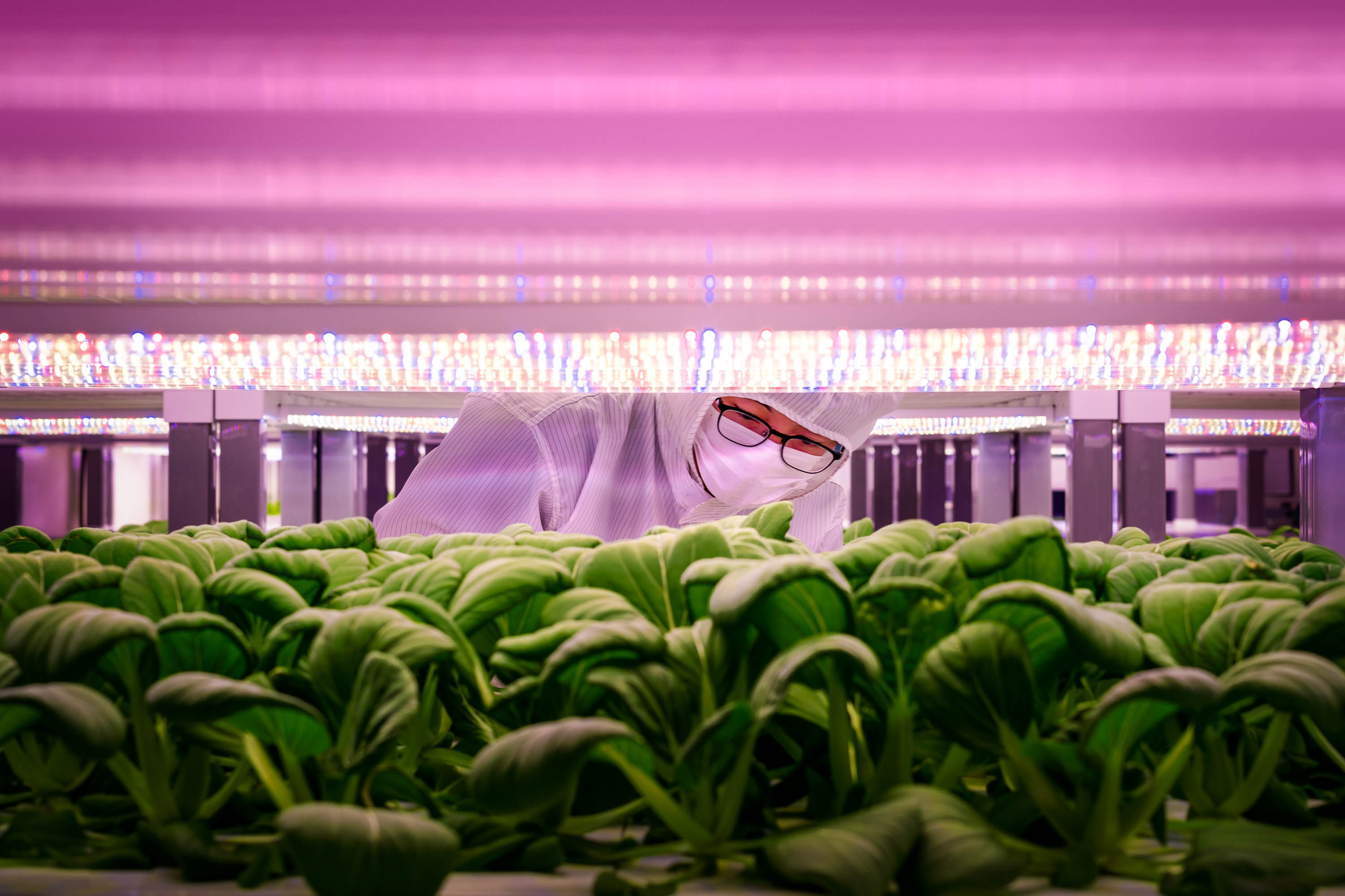 Vertical Farming: The Next Green Revolution