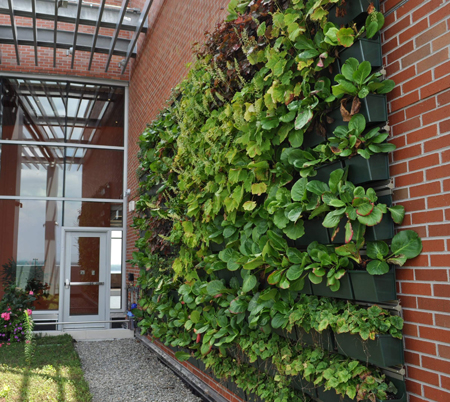 Vertical Gardens in Healthcare Facilities