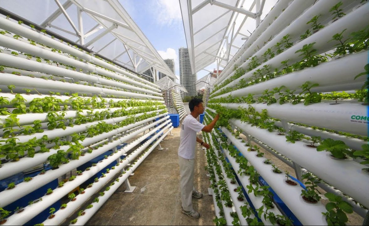 Vertical Gardens and the Future of Sustainable Agriculture