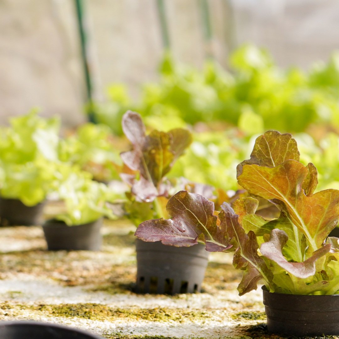 Vertical Farming and Reducing Food Waste