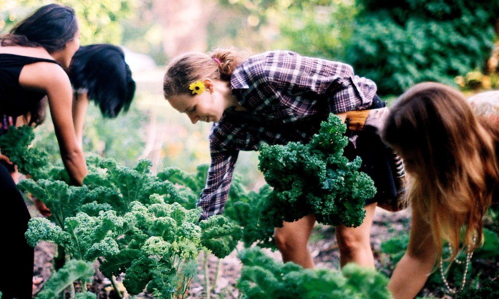 Vertical Farming: Challenging Conventional Agriculture Practices