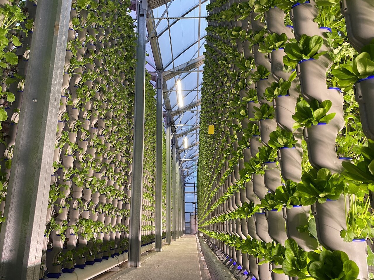 Vertical Farming: The Next Green Revolution