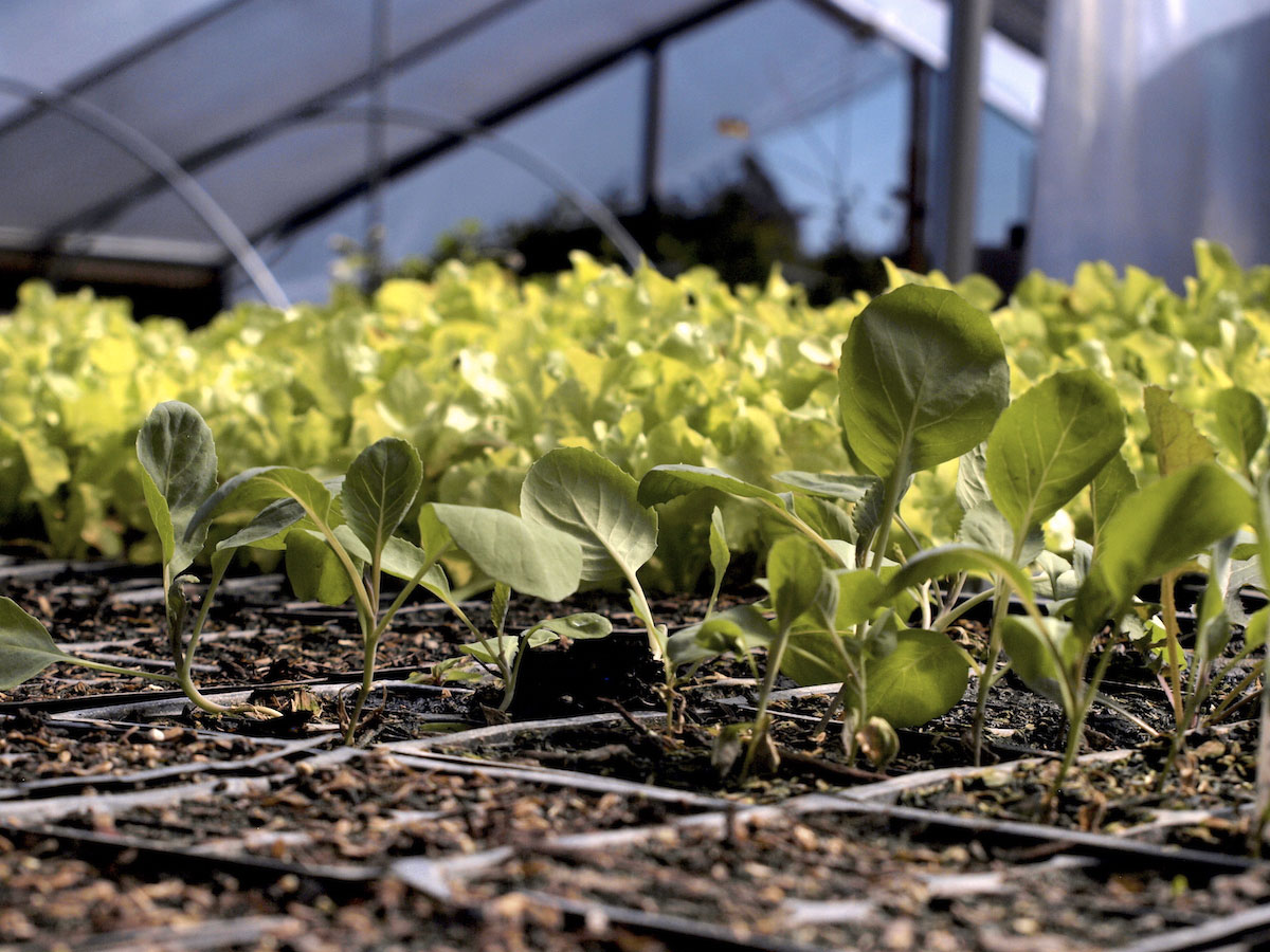 Vertical Farms and the Quest for Drought-Resistant Crops