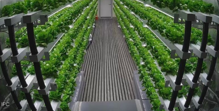 Choosing the Right Vertical Farming System