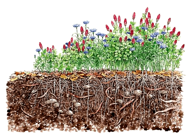 Vertical Farming and Soil Regeneration